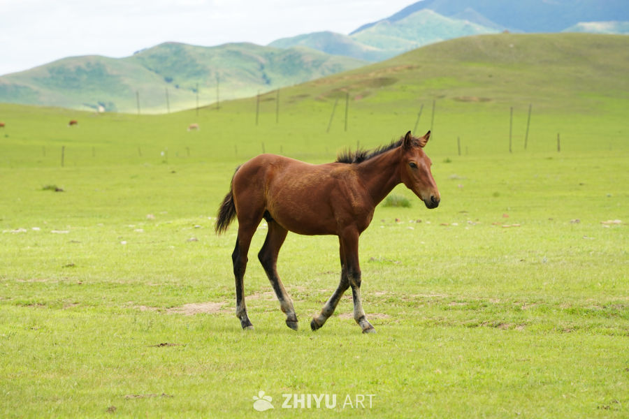 内蒙古东部小环线随拍 3