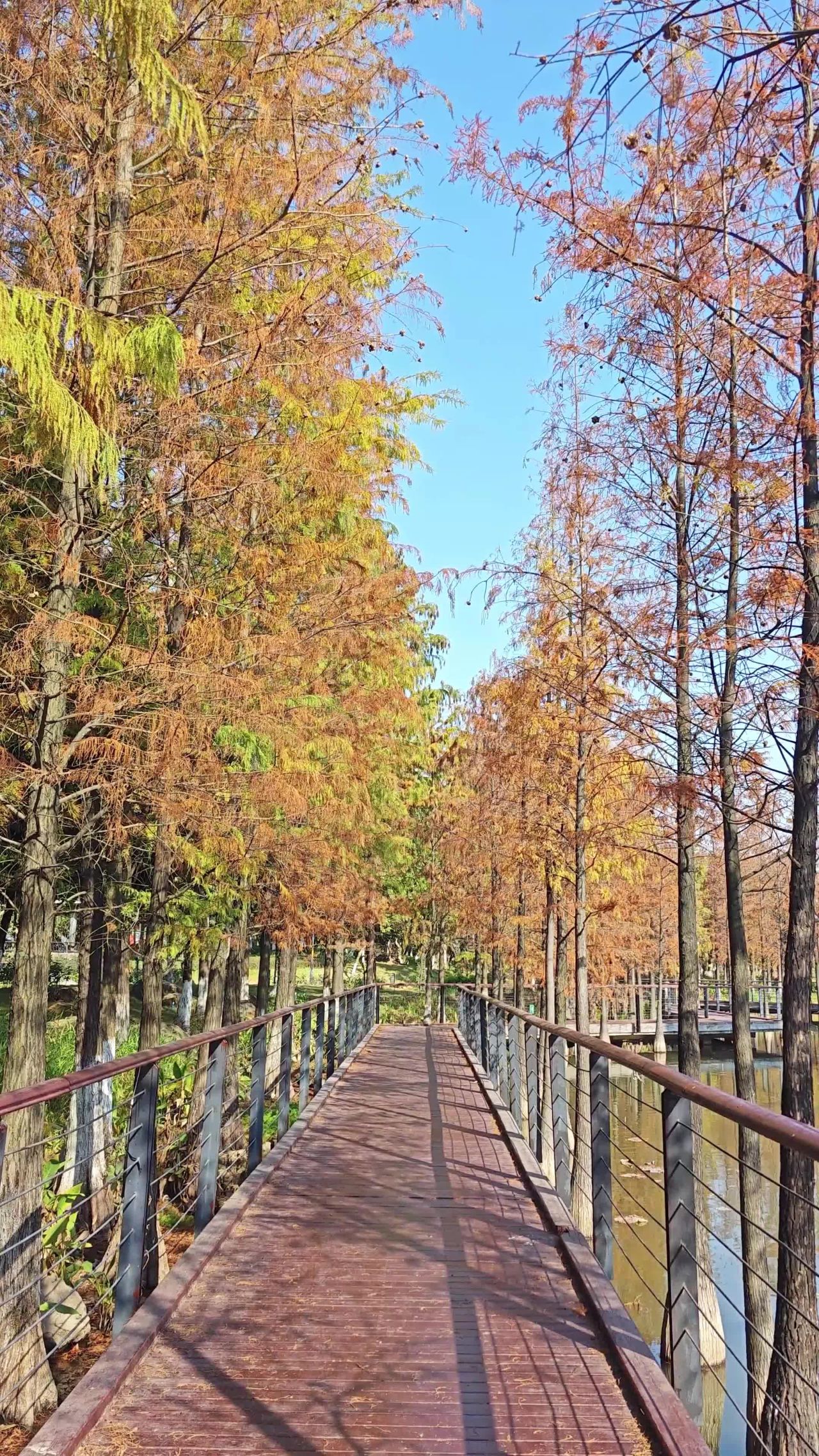 4K阳光栈道落羽杉