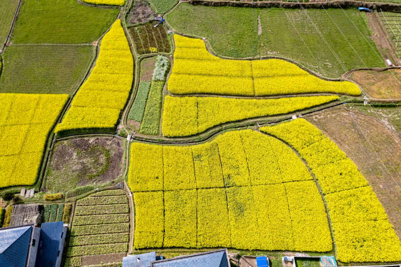 春天乡村田园油菜花航拍图  