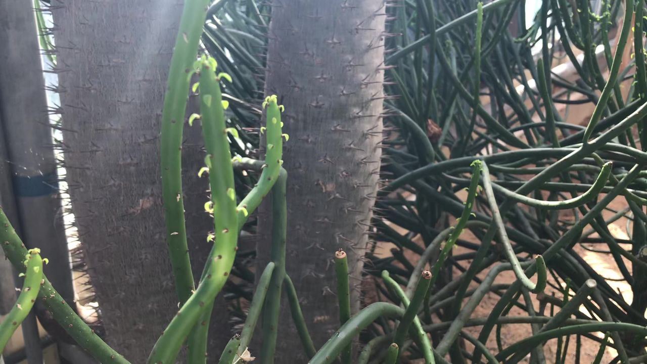沙漠植物
