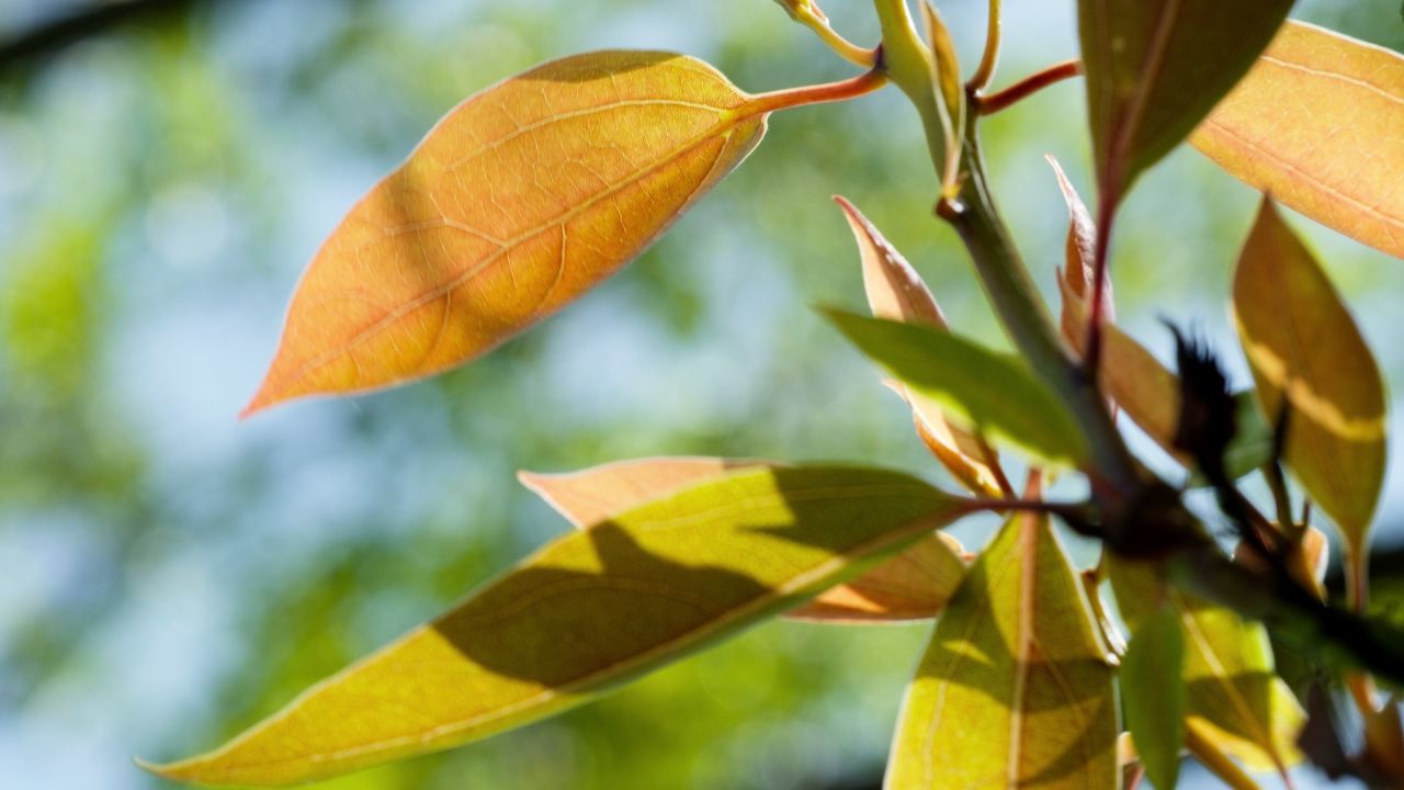 植物树木春天夏天绿油油生机盎然