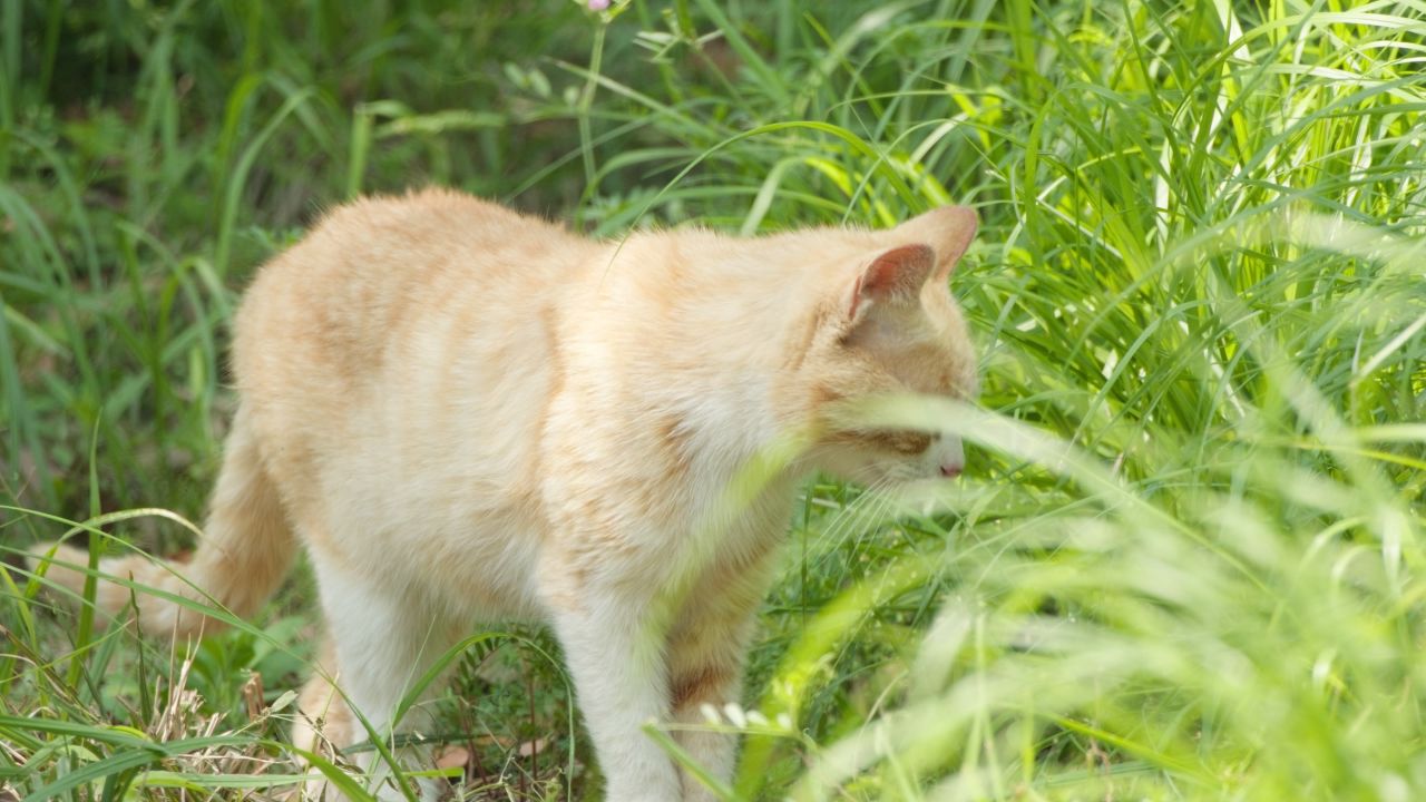 春天公园里可爱的猫咪流浪猫 3