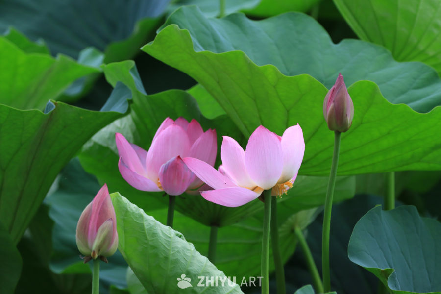 荷花 134