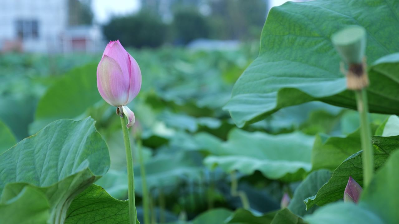 荷花 3