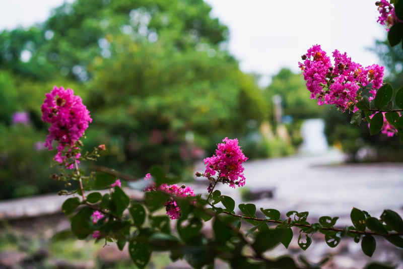 紫薇花 18