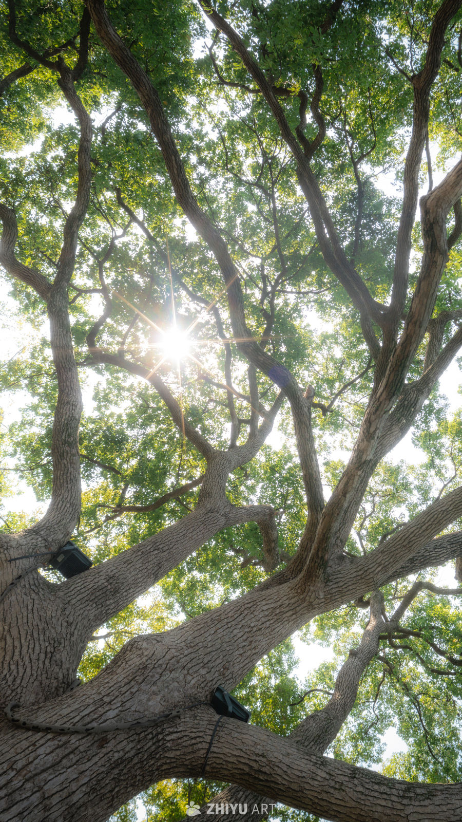 树是另外一种海