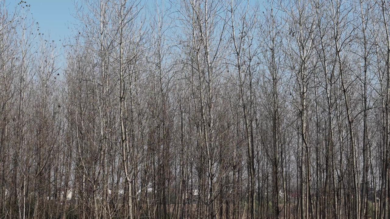 冬日森林静谧景