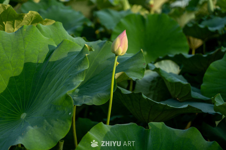 荷花 18