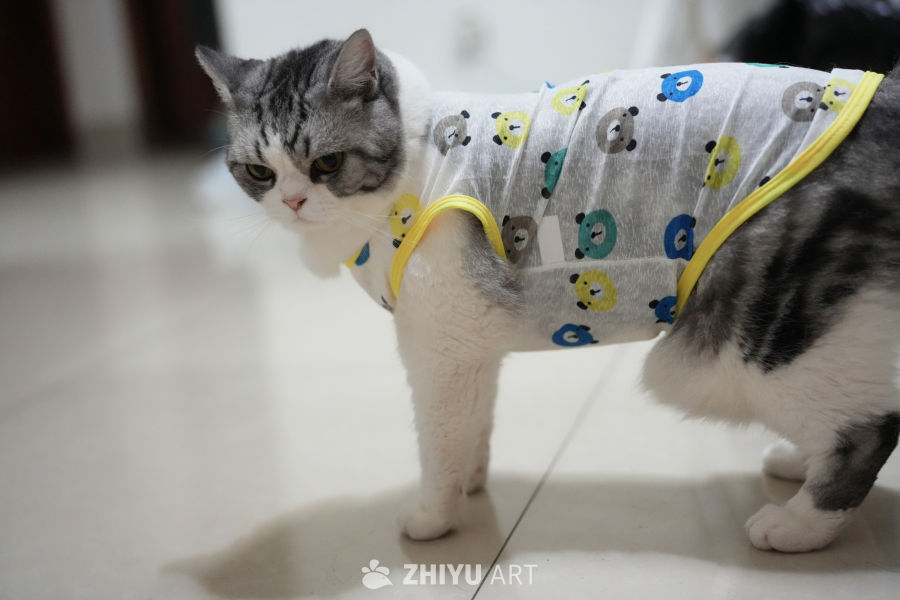 猫咪 39
