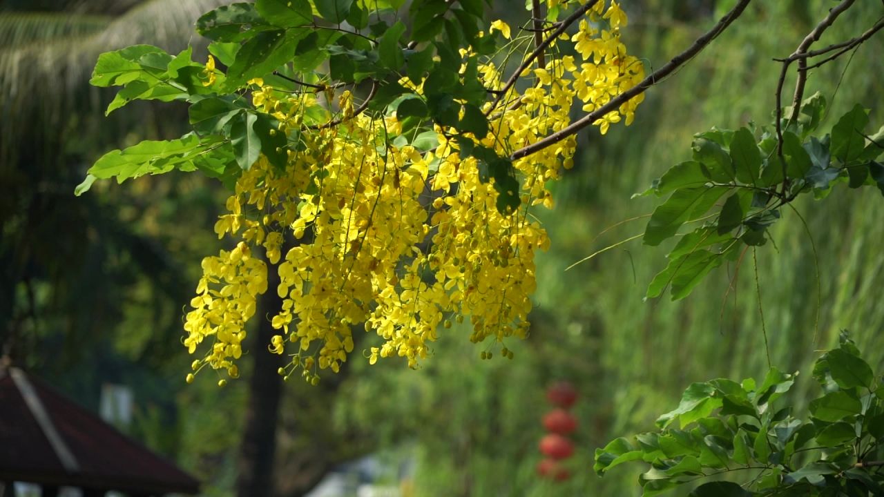 树上的金黄色花朵