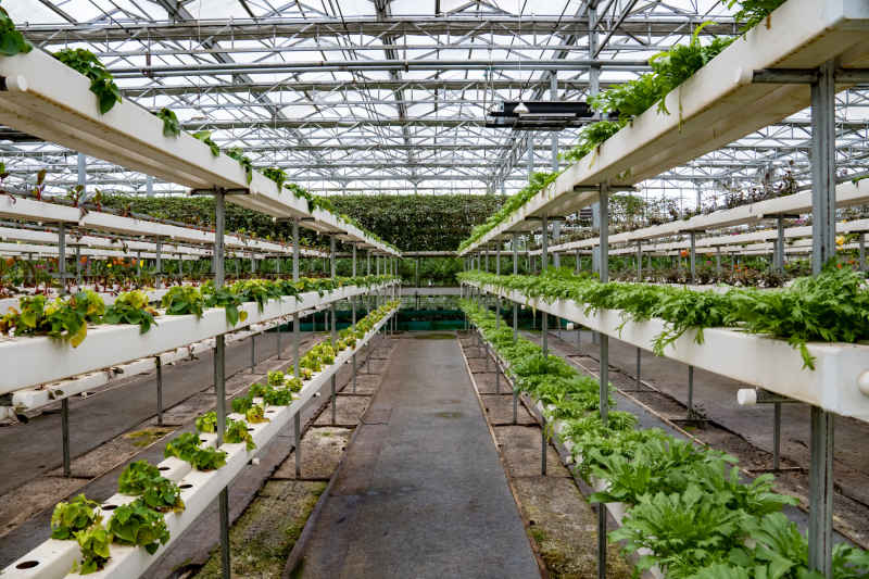 现代农业种植有机蔬菜摄影图
