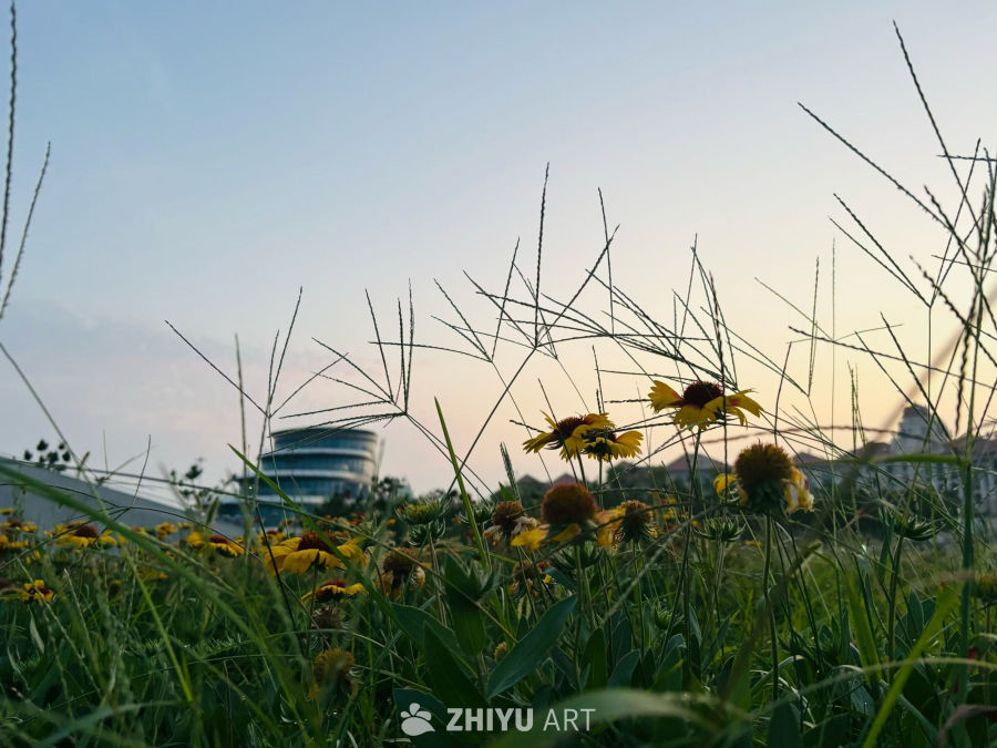 夕阳下的野花与城市