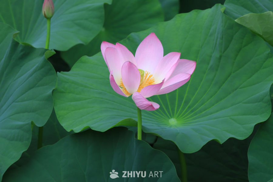 荷花 11