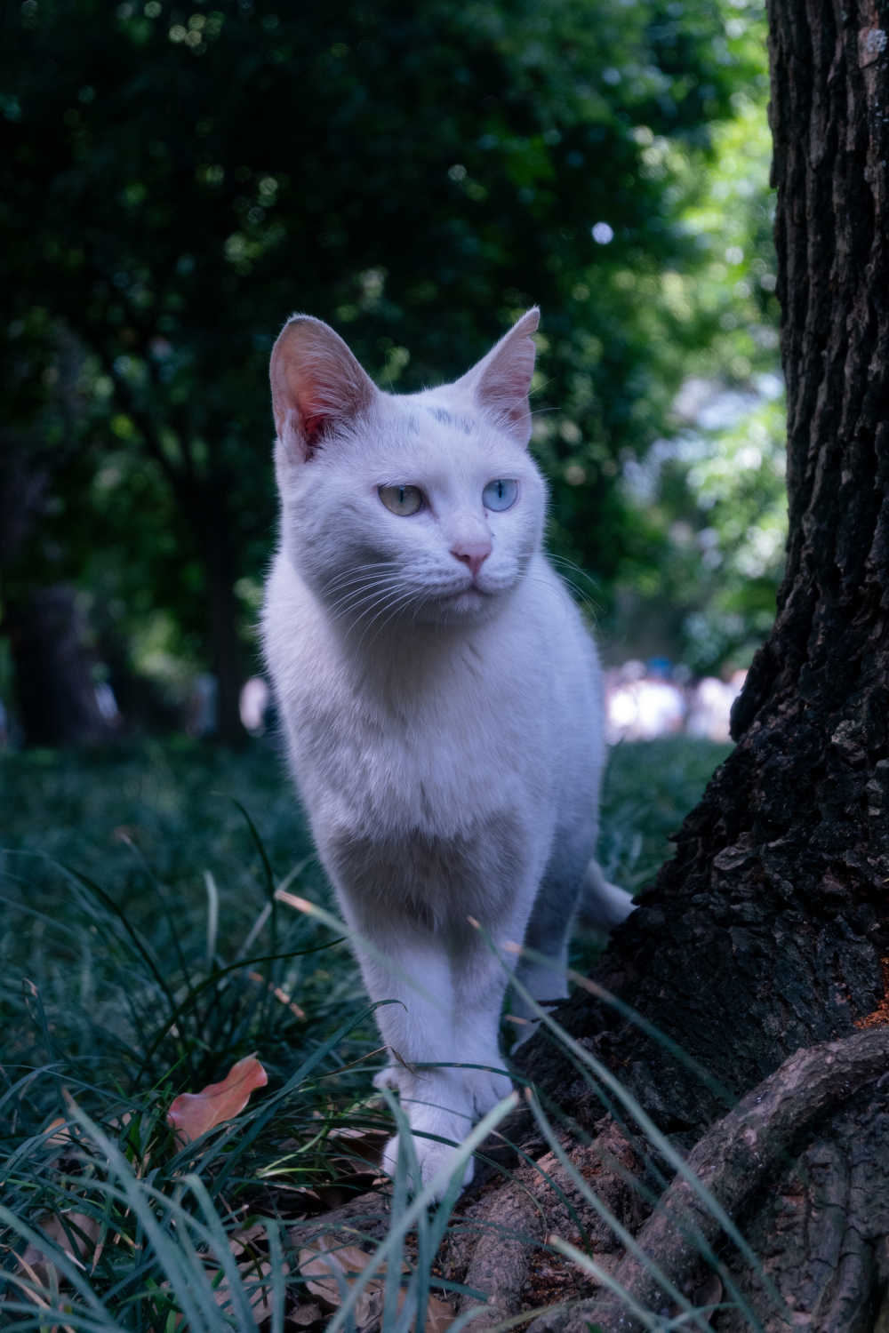 猫王