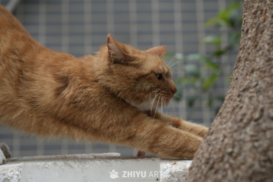 猫咪 4