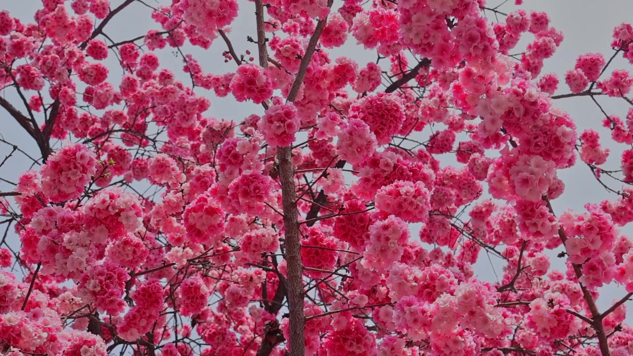 春暖花开樱花盛开 7