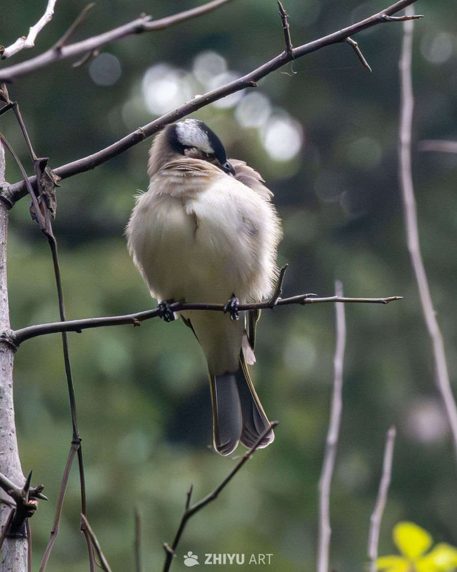站在枝头的白头鹎