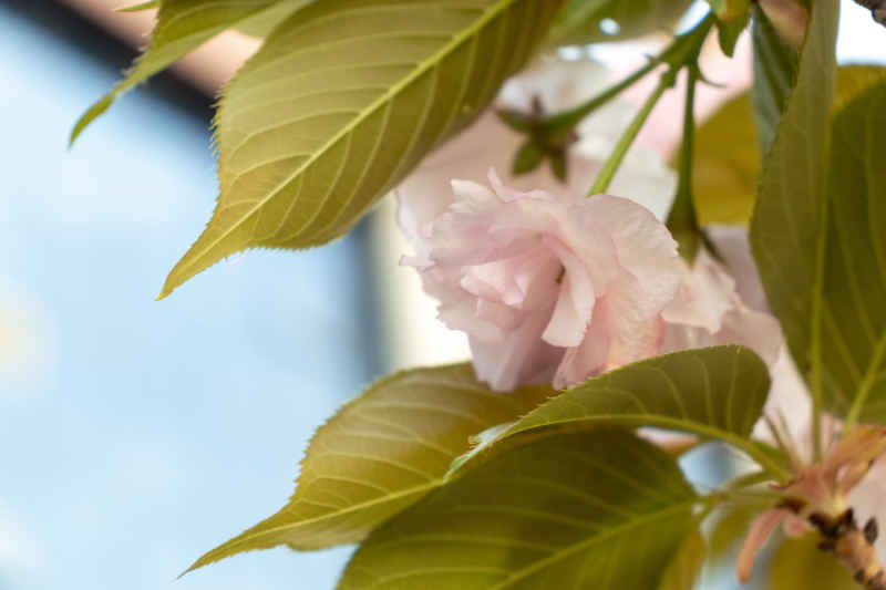 花影缤纷