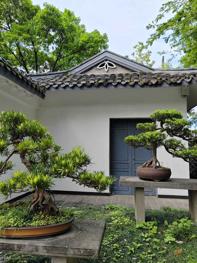 盆景