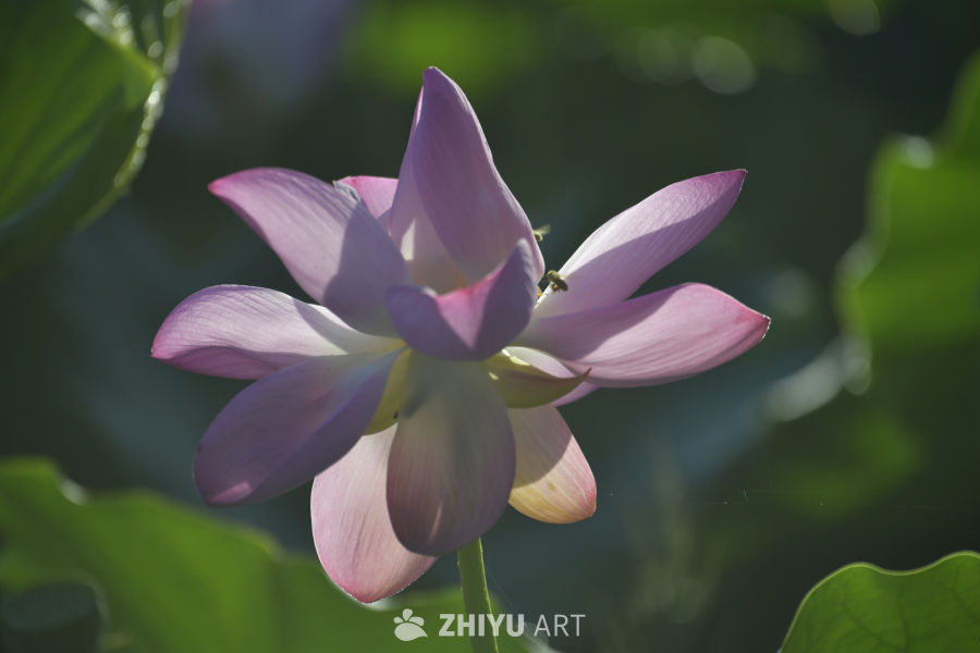 阳光下的紫色莲花