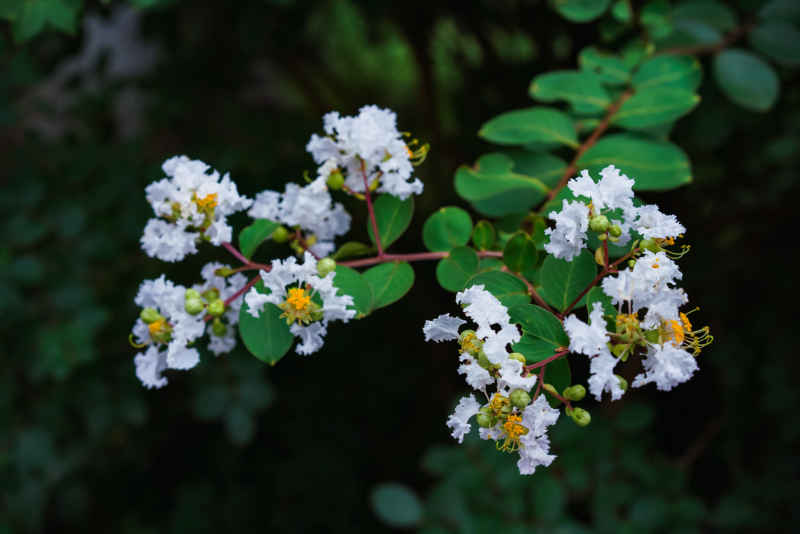 紫薇花 34