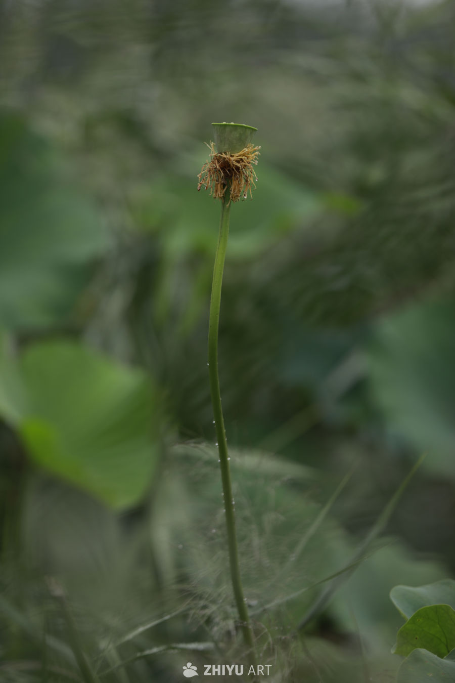 静谧的自然之景