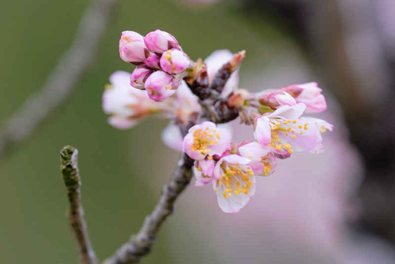 樱花季 10