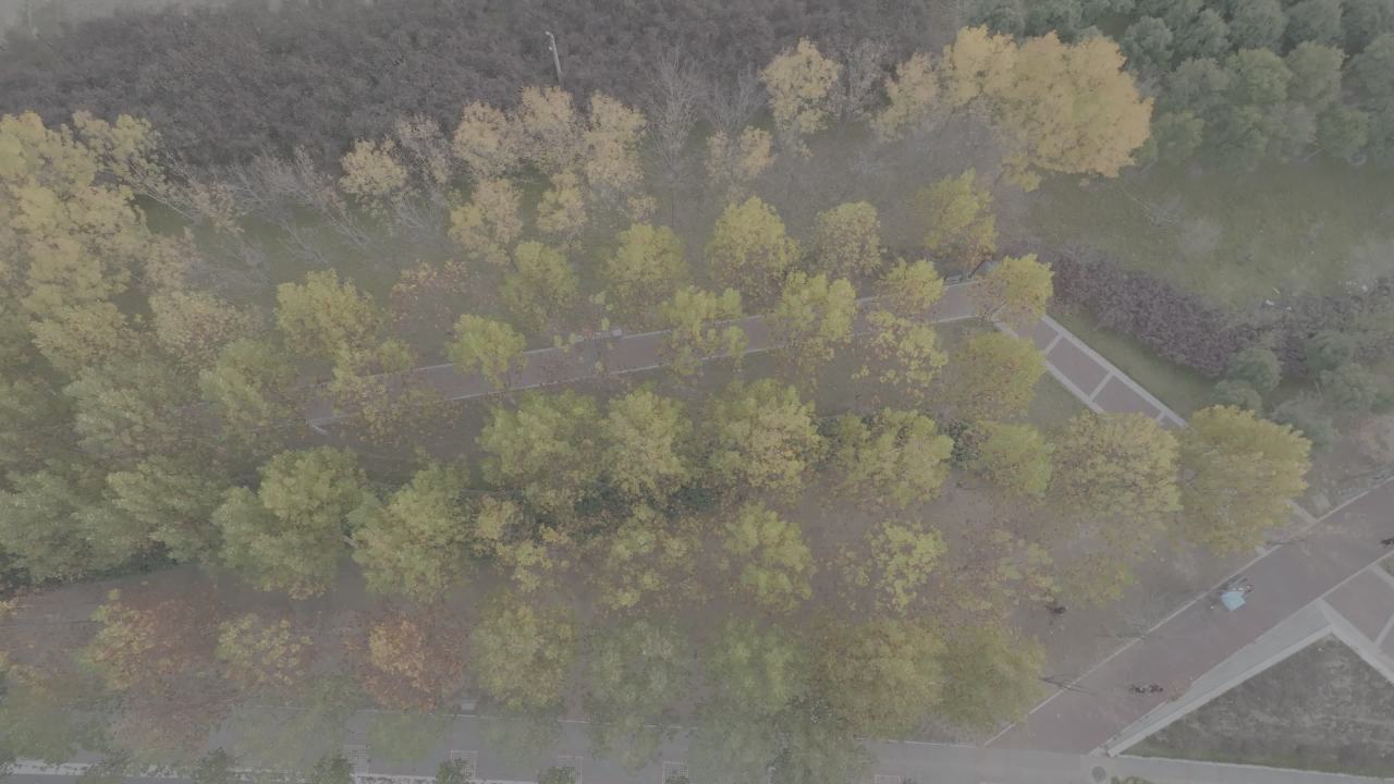 秋日林荫道