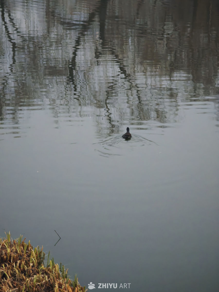静谧水面的鸭影