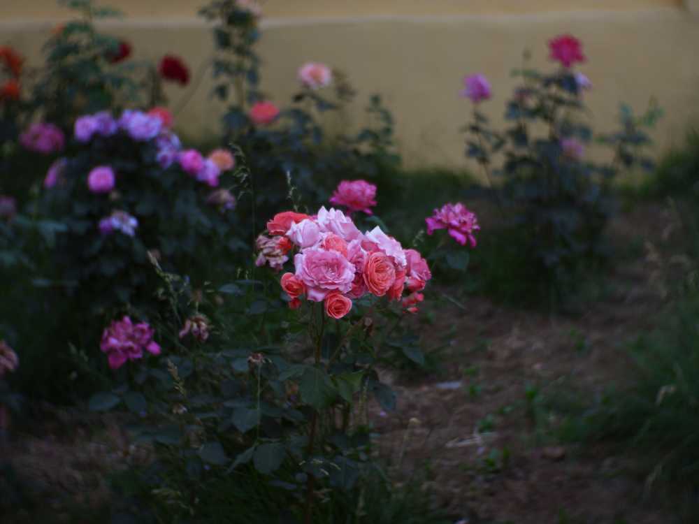 玫瑰花