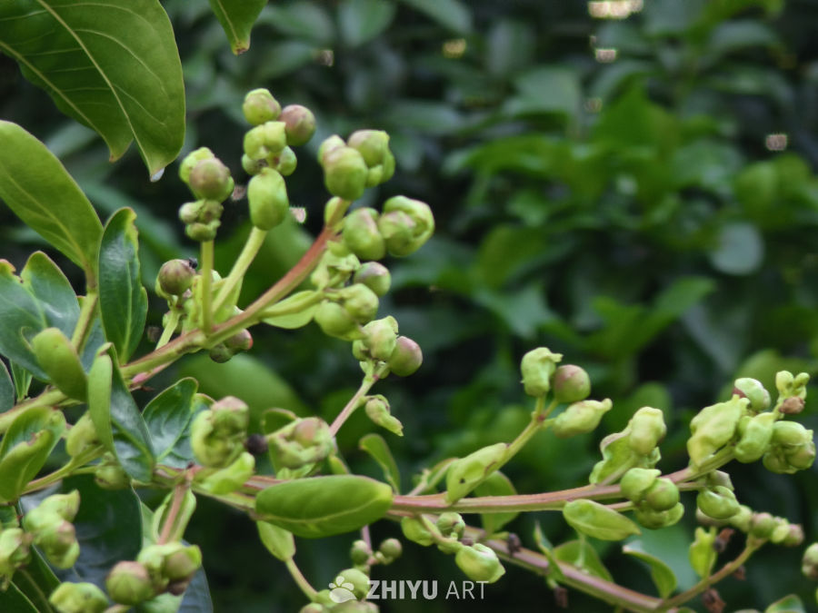 含苞待放的紫薇花