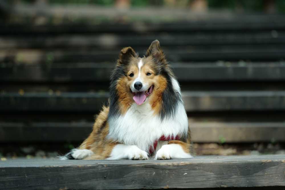 喜乐蒂牧羊犬
