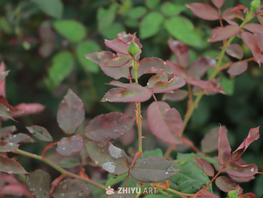 雨后玫瑰的静谧之美