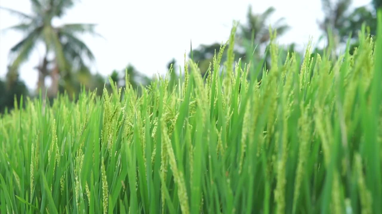稻田的轻柔呼吸
