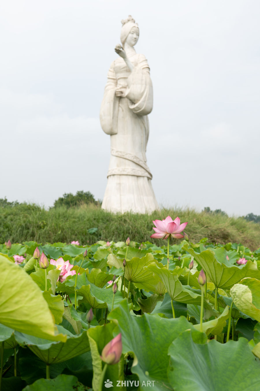 荷花 122