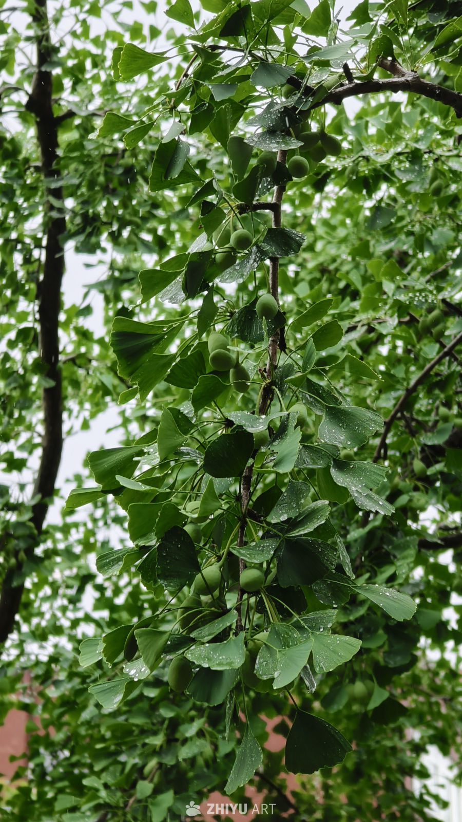 雨后银杏树