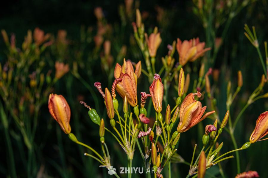 中药材与药材花 55