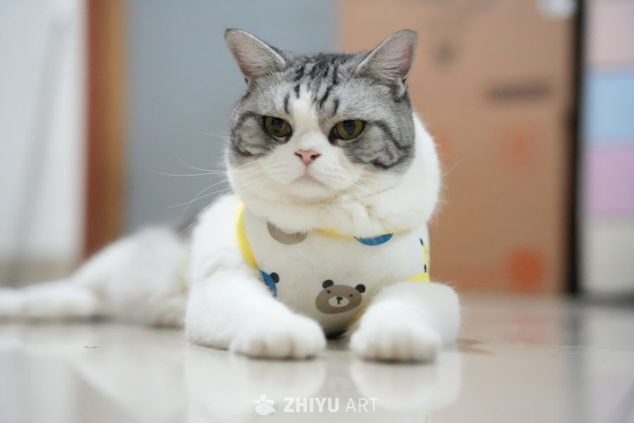 猫咪 59