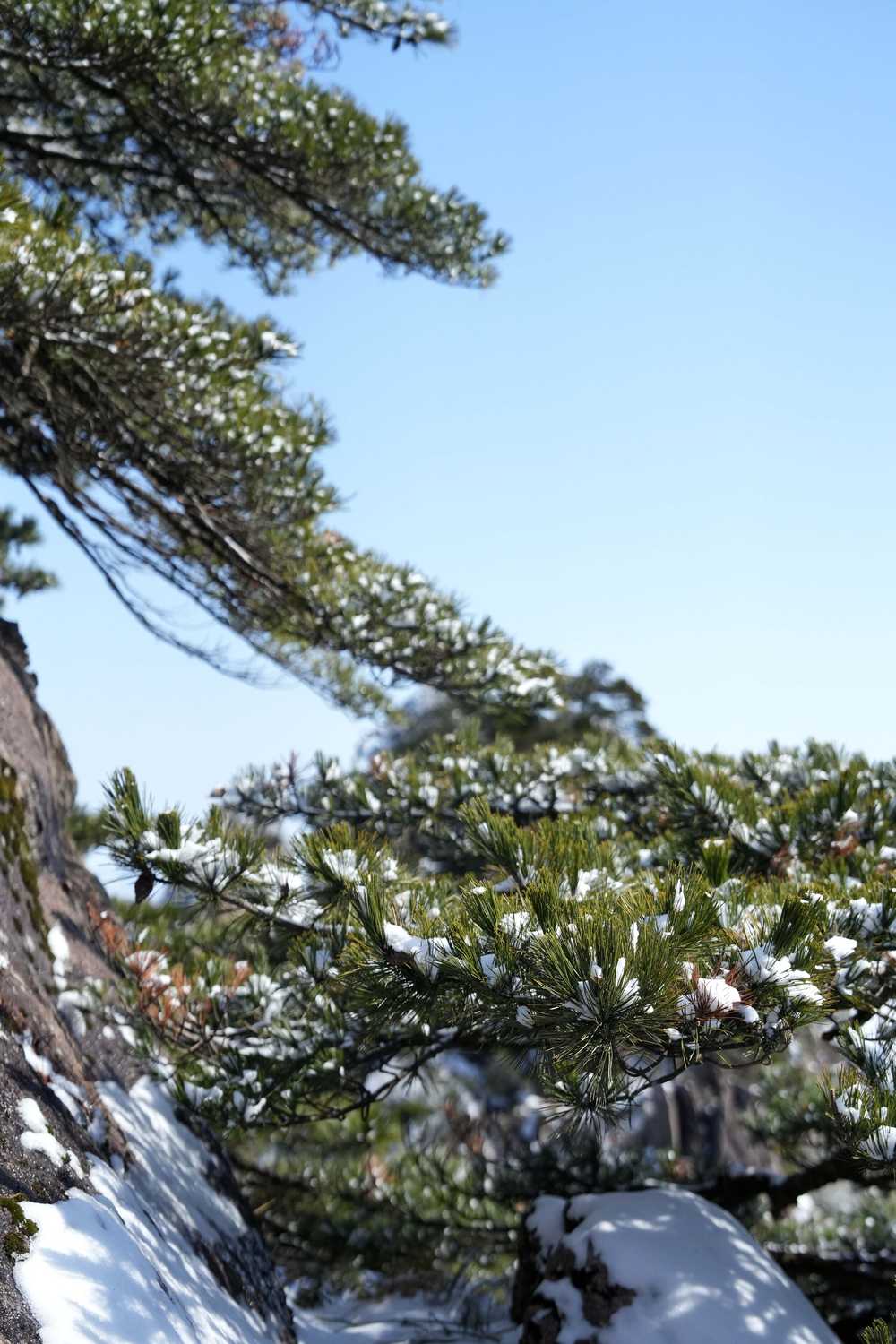 雪落黄山，雾凇云海——雪篇