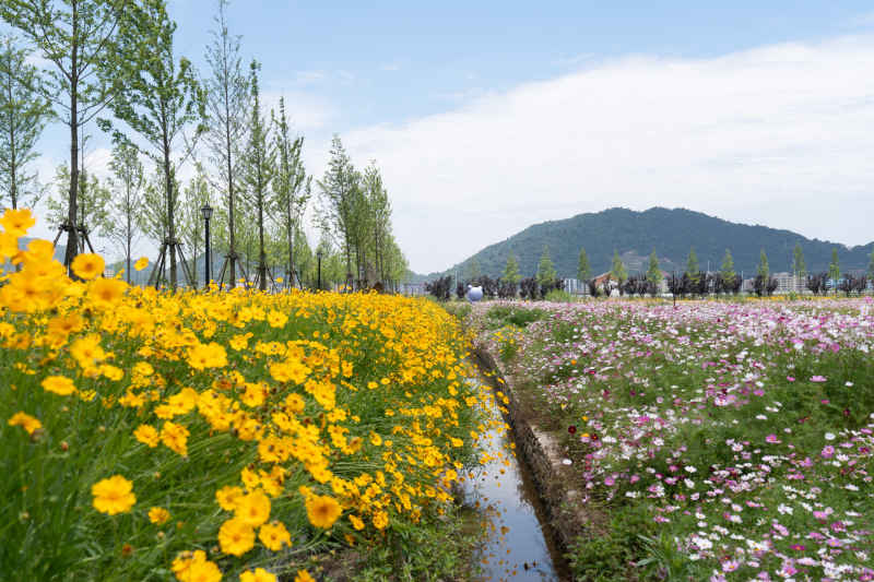 格桑花