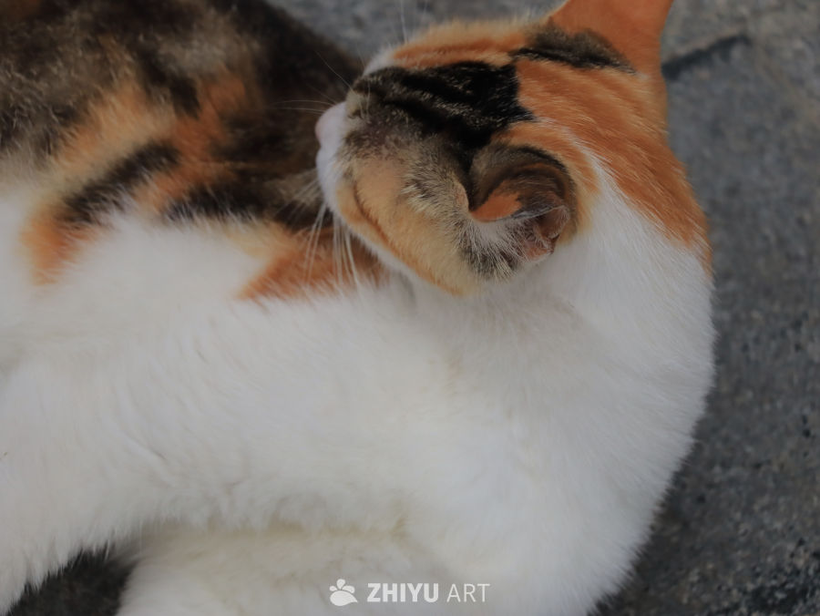 猫咪的午后小憩