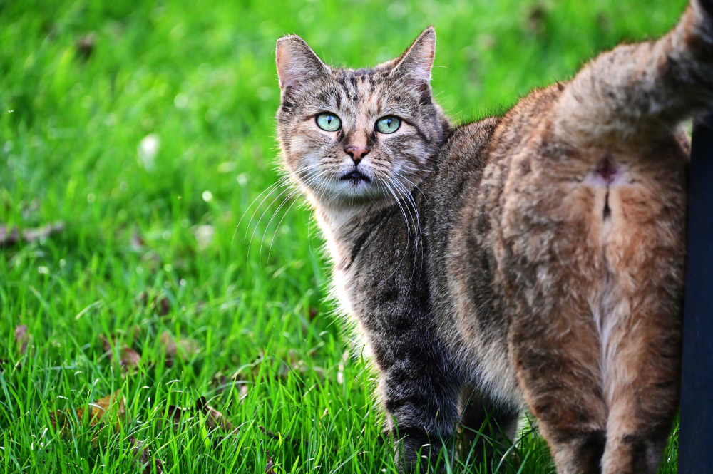 草地上回头望的褐色猫咪
