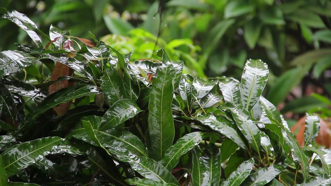 大雨芒果树