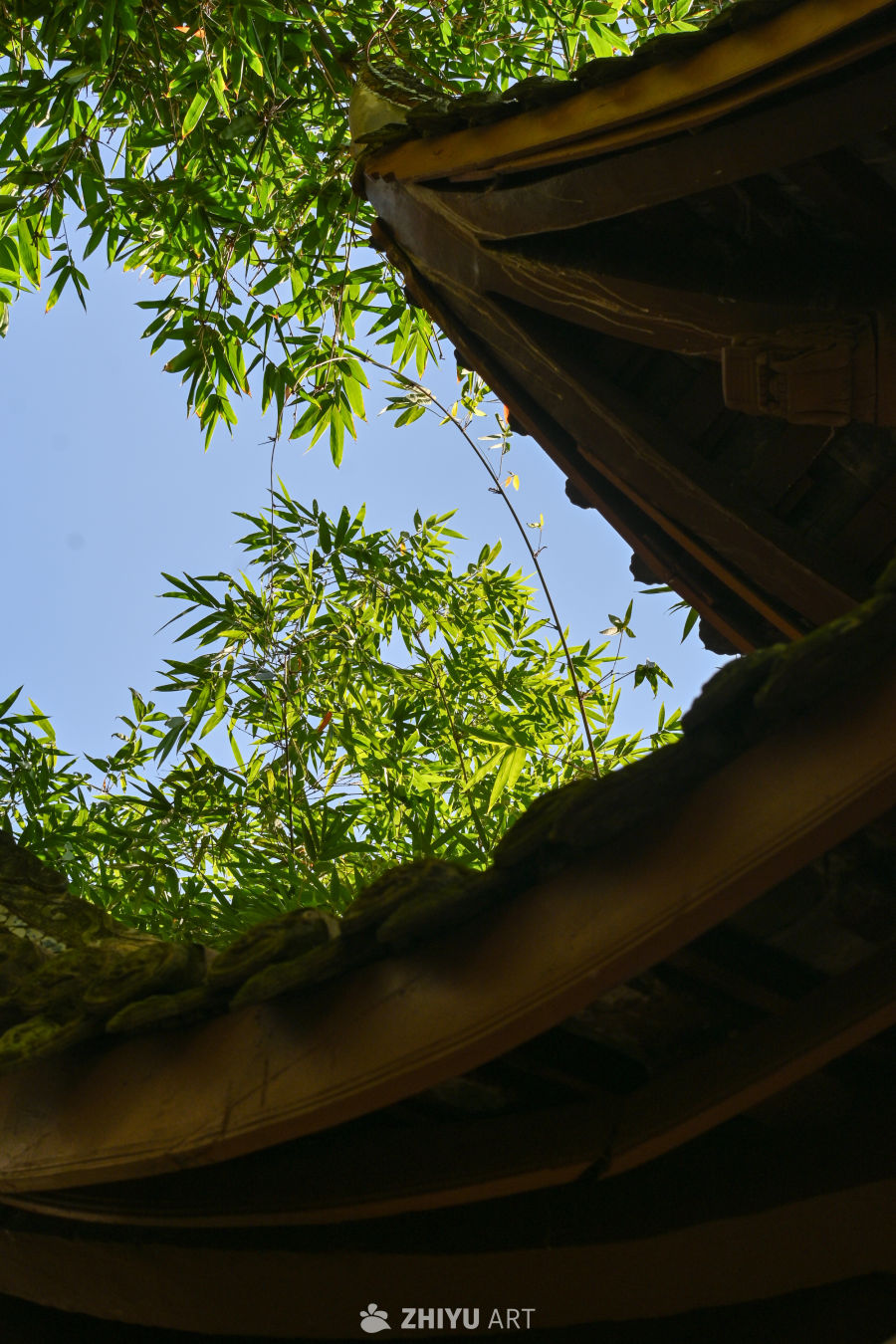 房顶一角的小竹子