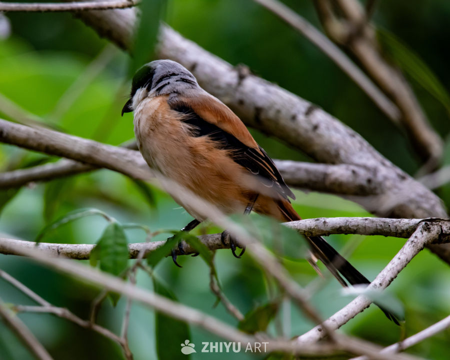 林间栖息的棕色小鸟