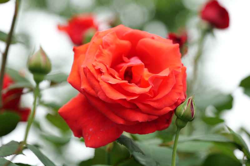 月季花 5