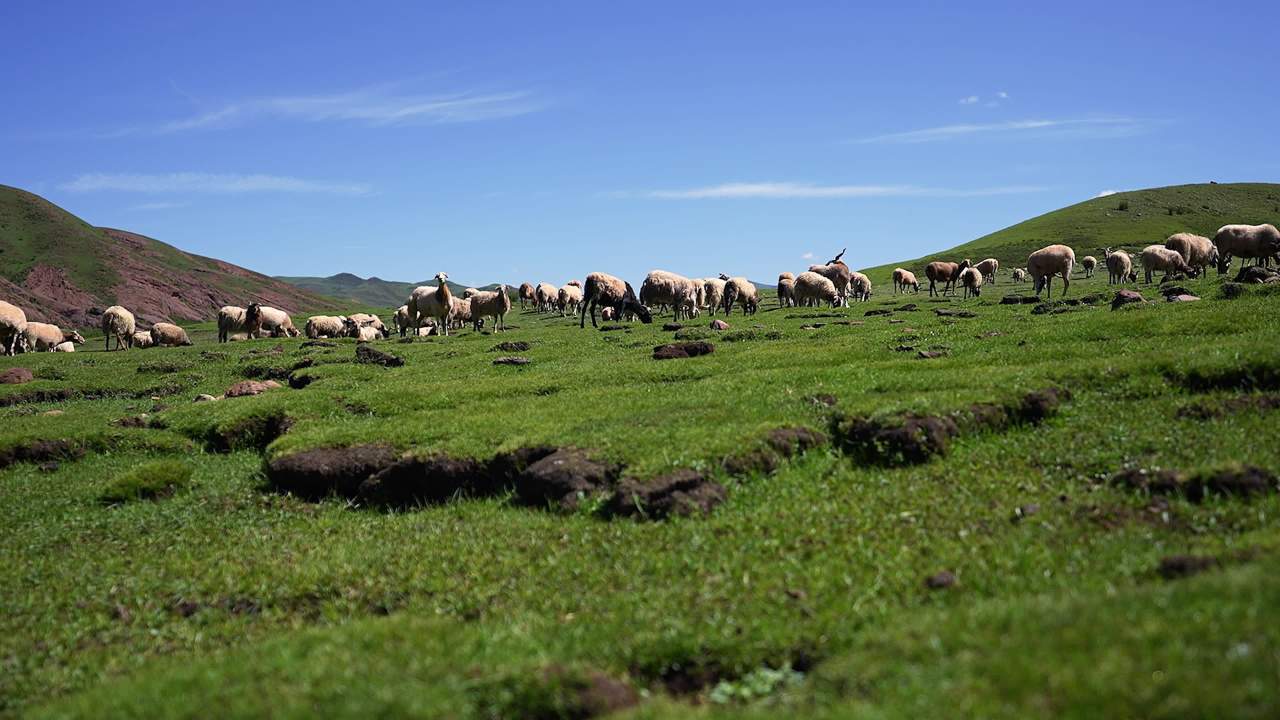 广阔草原上放牧牛羊的人群