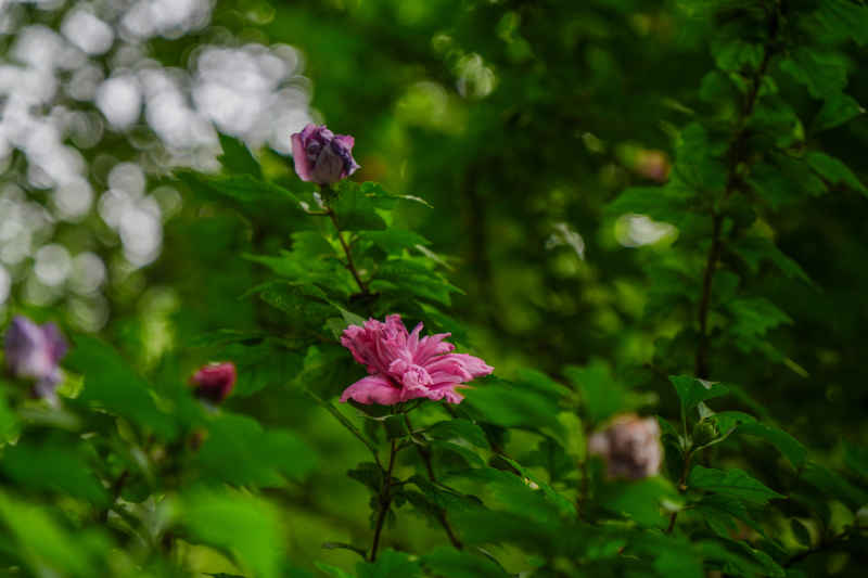 小花