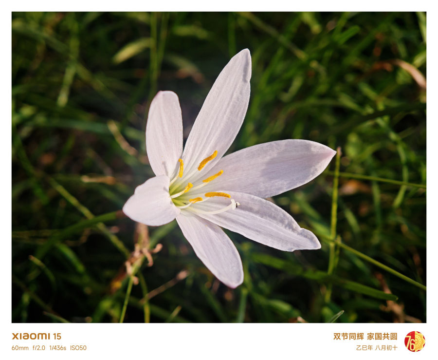 小白花与绿草的静谧之美