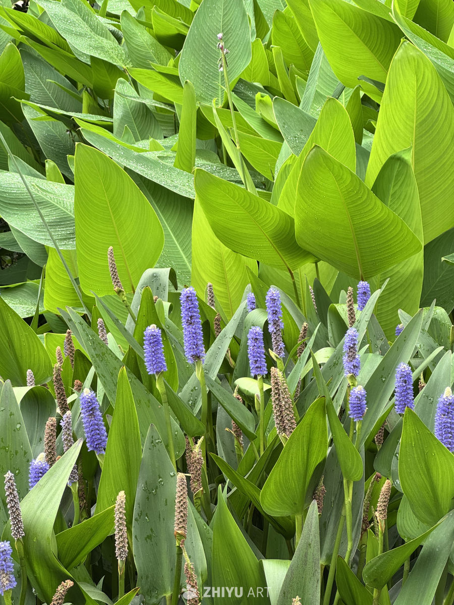 那些你不知道名字的植物-梭鱼草